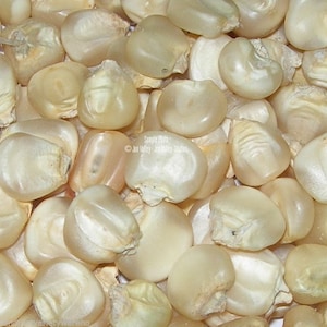 Vegetable Seeds - Hickory King White Corn -20 Seeds -Heirloom Great for Roasting -Dried For Flour Ready in just 115 Days