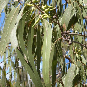 Heirloom Seeds -Red River Gum -40 Seeds -Eucalyptus camaldulensis  -Save Big on More Packs -Mix and Match- Sale!
