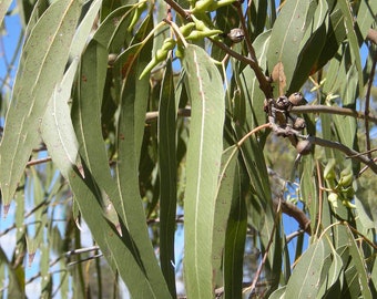 Heirloom Seeds -Red River Gum -40 Seeds -Eucalyptus camaldulensis  - See Listing