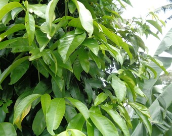 Gnetum 5 Tropical Seeds! Read Full Description Below- Very Limited Supply  seed pack