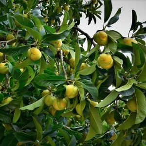 10 All Natural Heirloom Tropical Seeds -Elephant Apple Tree - Dillenia indica-Save Big on More Packs -Mix and Match- Sale!