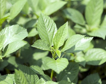 20 seeds -White Jute -Tropical Herb-  Grow year round as Container Plant- Corchorus capsularis Seed Pack