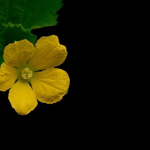 Tinda -Indian Round Gourd -10 Heirloom Seeds - See Listing Below- Lagenaria siceraria
