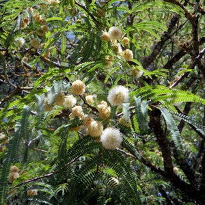 Wild Tamarind -20 Seeds-- See Listing - Tropical Ornamental-   Leucaena leucocephala