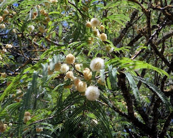 Wild Tamarind -20 Seeds-- See Listing - Tropical Ornamental-   Leucaena leucocephala