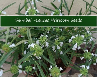 Herb Seeds -Leucas aspera  Thumbai-  20 Garden Herb Seeds!   Container Gardening