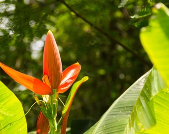 5 Rare Tropical Seeds Wild Banana - Ornamental-   Musa aurantiaca