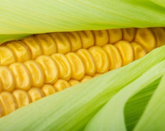 50 Heirloom Seeds Hickory King Yellow Corn -Great for Roasting or Dried for Flour- Big Kernels for Homemade Corn Nuts! Ready in 115 Days