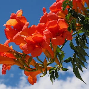 Orange Trumpet Flower -Campsis radicans-20 Heirloom Seeds- Trumpet Flower Vine-Save Big on More Packs -Mix and Match! Sale!