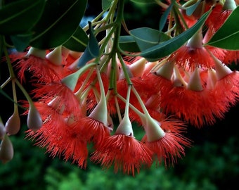Corymbria ficifolia Tree -25 seeds -Flowering Gum -Read Description Below