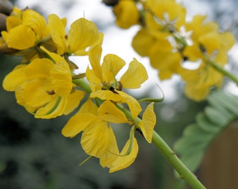 10 Tropical Seeds Senna Alexandrina - Cassia angustifolia