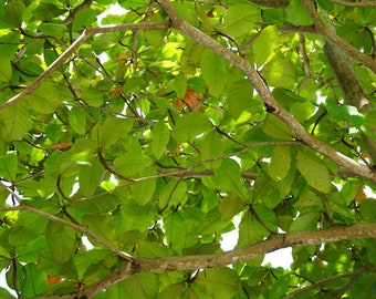 20 Tropical Seeds- East Indian Almond-Terminalia myriocarpa Seed Pack