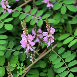 Tropical SEEDS- 20 Heirloom Seeds -True Indigo -Tropical Container Indigo tinctoria