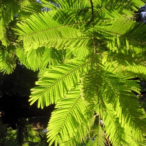 5 All Natural Heirloom Seeds- Elephant Ear Pod Tree -   Enterolobium cyclocarpum- Save Big on More Packs -Mix and Match- Sale!
