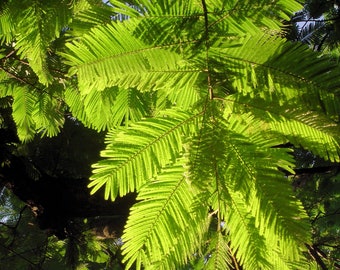 5 seeds Elephant Ear Pod Tree - See Description Below -Beautiful addition to any tropical collection Enterolobium cyclocarpum  seed pack