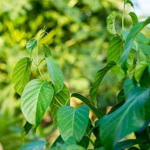 5 Heirloom Tropical Seeds -Gymnema sylvestre-  Gurmar- -Save Big on More Packs -Mix and Match! Sale! All Natural Seed