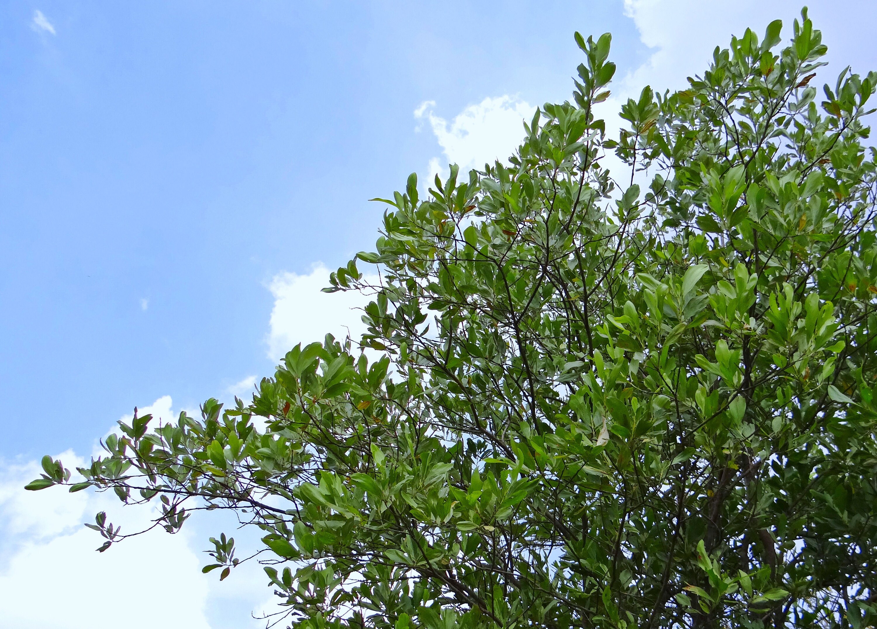 Hickory Wattle Tree -20 Seeds -multi-purpose Tree- Acacia Mangium - Etsy