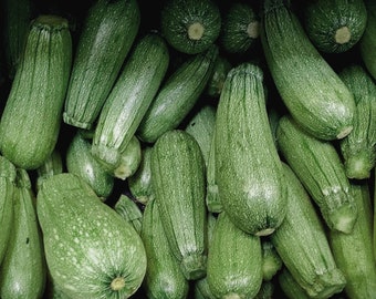 20 Seeds -Gray Zucchini -Heirloom Vegetable