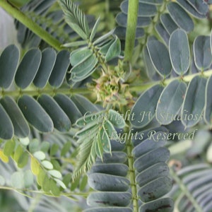5 Tropical Seeds Yellow Peacock Flower-  Caesalpinia pulcherrima
