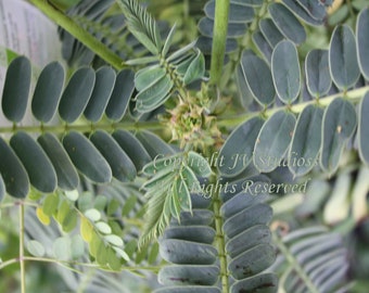 5 Tropical Seeds Yellow Peacock Flower-  Caesalpinia pulcherrima