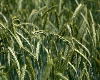 100 Seed Starter Pack -Organic Maris Widgeon Heirloom Wheat -Containers or Direct Sow to Garden-Save Big on More Packs -Mix and Match! Sale!