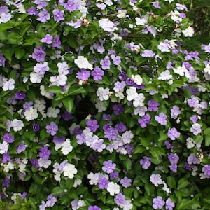 5 Seeds Brunfelsia pauciflora Floribunda Yesterday Today Tomorrow image 1