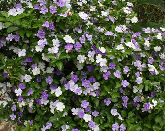 5 Seeds -Brunfelsia pauciflora Floribunda- Yesterday Today Tomorrow