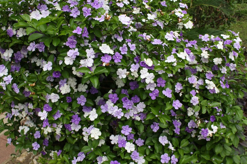 5 Seeds Brunfelsia pauciflora Floribunda Yesterday Today Tomorrow image 1