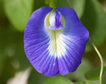 10 Single Flower Blue Butterfly Pea Seeds - Heirloom! Clitoria