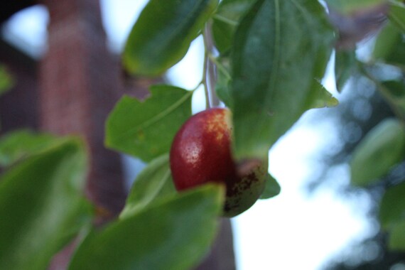 10 Seeds Indian Jujube Tree Rare Ornamental Tropical Evergreen Etsy 10 Seeds Indian Jujube Tree Rare Ornamental Tropical Evergreen Etsy