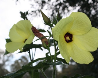 10 Tropical Flower Seeds -Sunset Hibiscus  -Abelmoschus manihot