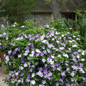 5 Seeds Brunfelsia pauciflora Floribunda Yesterday Today Tomorrow image 2