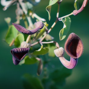 25 Seeds Dutchmans Pipe Sun or Shade  Aristolochia tagala
