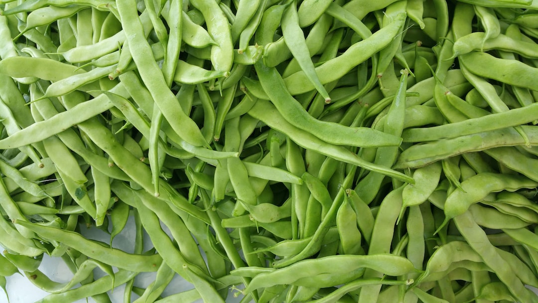 Roma II Bush Bean-25 Seeds - Garden Vegetable--italian Flat Bean - Etsy