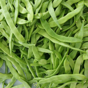 Roma II Bush Bean-25 Seeds - Garden Vegetable--Italian Flat Bean