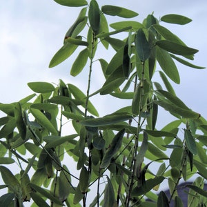 May include: A close-up of a green leafy plant with long, narrow leaves against a cloudy sky.