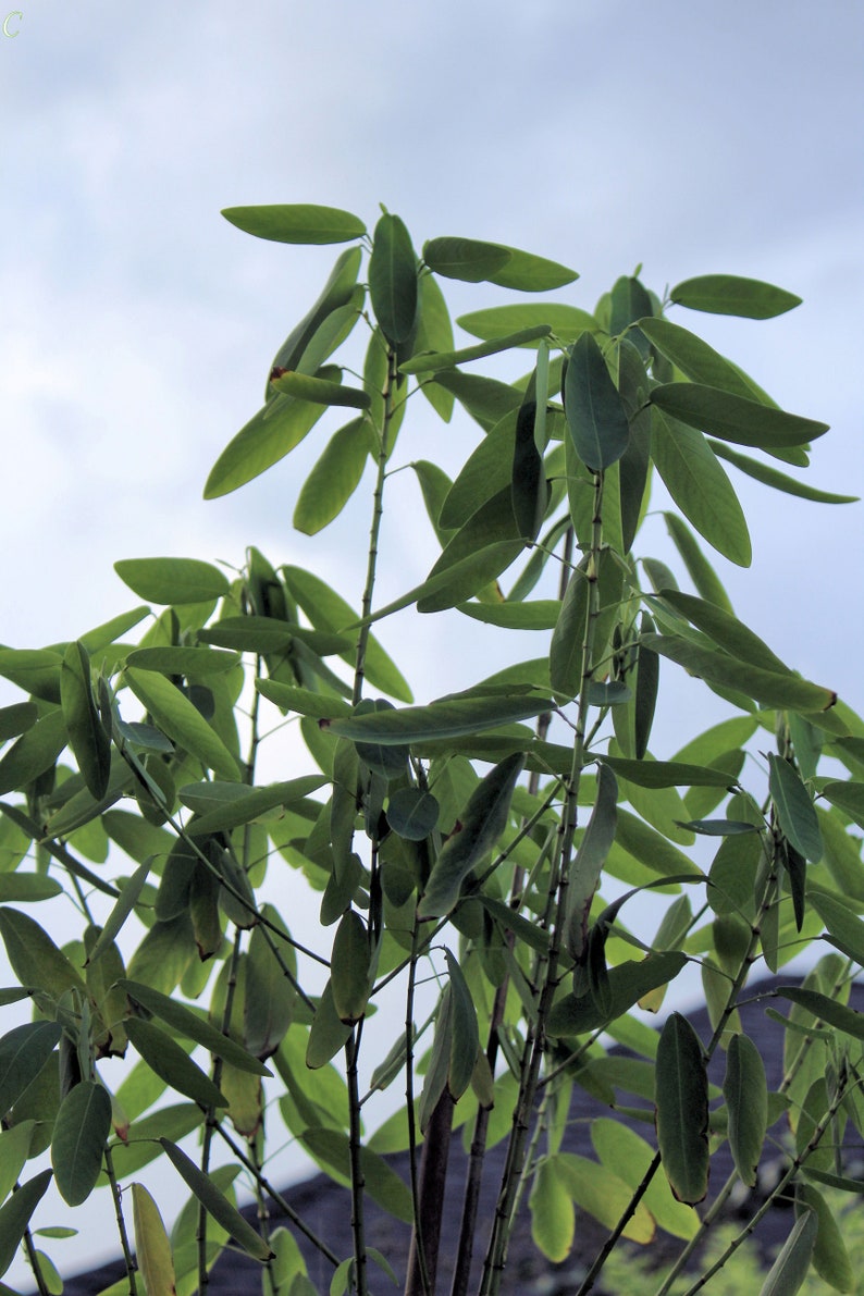 May include: A close-up of a green leafy plant with long, narrow leaves against a cloudy sky.