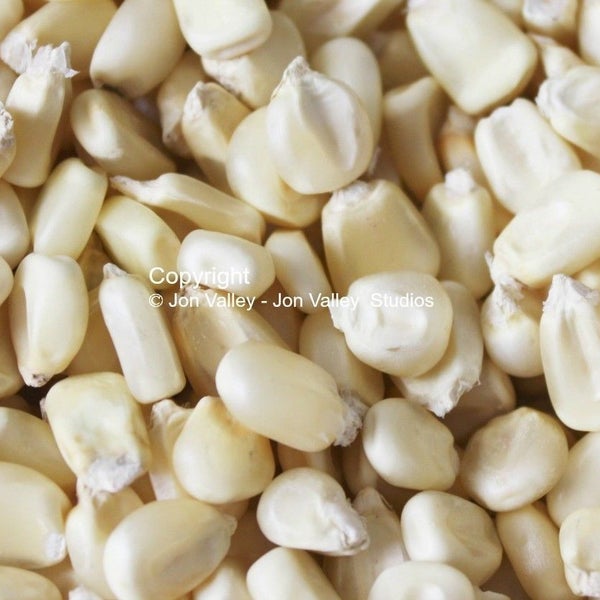 Vegetable Seeds- Truckers Favorite White Corn -50 Seeds -Heirloom -Great for Roasting Ears or Flour