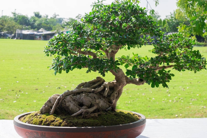 20 seeds Sacred Fig Tree Seeds Great for Bonsai Work of Art Etsy