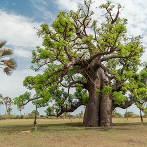 Baobab Tree- 5 Seeds -Rare Seed for Tropical Growers -Adansonia digitata