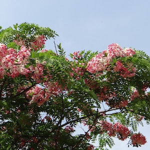 10 Tropical Seeds Apple Blossom Shower-  Cassia javanica Nodosa