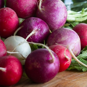 100 Heirloom Vegetable Seeds- Mixed Radish Collection-Save Big on More Packs -Mix and Match- Sale!