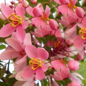 Tropical Seeds -10 Heirloom Seeds -Pink Rose Tropical Tree -See Listing- Cassia nodosa -Seed Pack