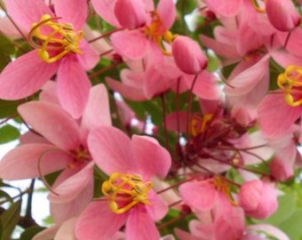 Tropical Seeds -10 Heirloom Seeds -Pink Rose Tropical Tree -See Listing- Cassia nodosa -Seed Pack