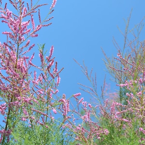 Pink Cedar 20 Tropical Seeds Indian Ash Good Container Grower-Acrocarpus fraxinifolius image 1