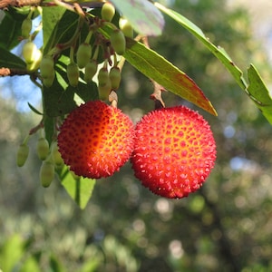 20 Tropical Seeds- Strawberry Tree -Tropical Evergreen -Arbutus unedo-Save Big on More Packs Mix and Match Sale!