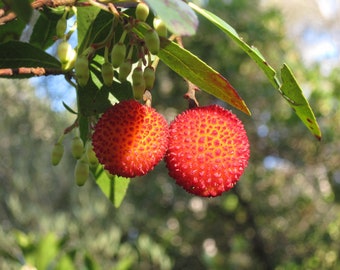20 Tropical Seeds- Strawberry Tree -Tropical Evergreen -Arbutus unedo