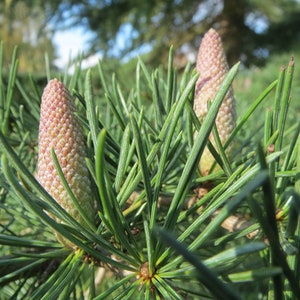 Heirloom Seeds Tropical Cedar 10 Seeds-Cedrela odorata image 2