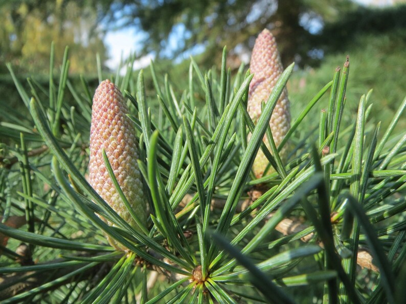 Heirloom Seeds Tropical Cedar 10 Seeds-Cedrela odorata image 2