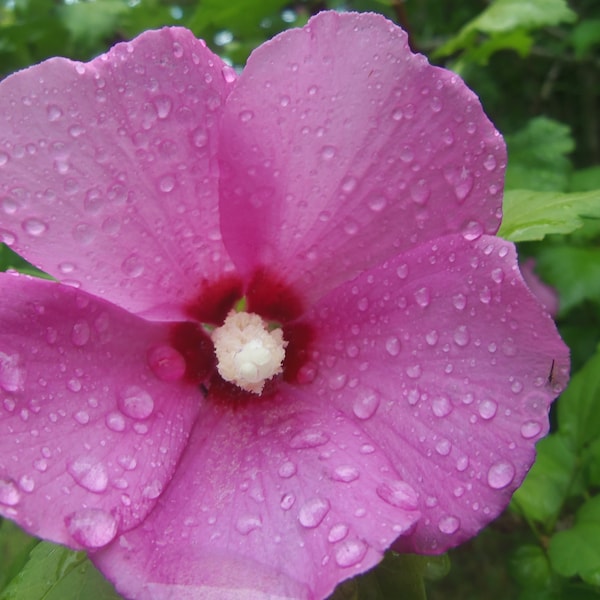 20 SEEDS- Rose of Sharon- Tropical Flowering Plant -Shrub  -Hibiscus syriacus